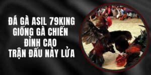 Đá Gà Asil 79king - Giống Gà Chiến Đỉnh Cao Trận Đấu Nảy Lửa