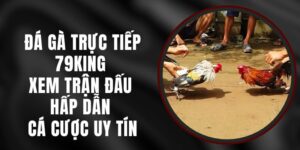 Đá Gà Trực Tiếp 79king - Xem Trận Đấu Hấp Dẫn Cá Cược Uy Tín